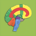 Grundlagenseminar BioLogisches Heilwissen