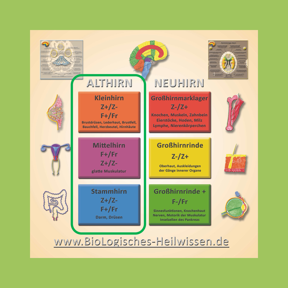 Aufbauseminar 1: Organe des Althirns, Tabelle zum BioLogischen Heilwissen
